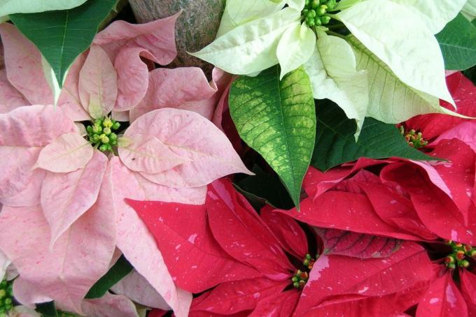 viac farebných odtieňov poinsettie