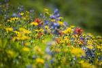 Ako kvety môžu znížiť používanie pesticídov