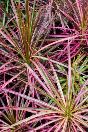 madagaskarský drak strom dracaena marginata tricolor zblízka