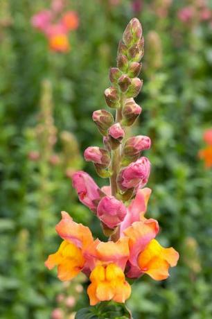 snapdragons