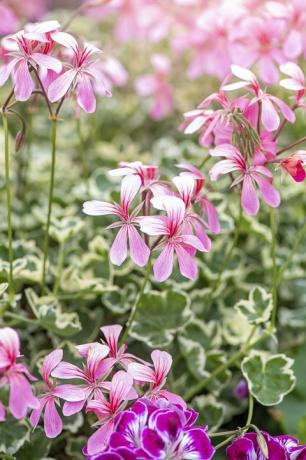 krásne svetloružové letné kvety pelargonium s pestrými listami