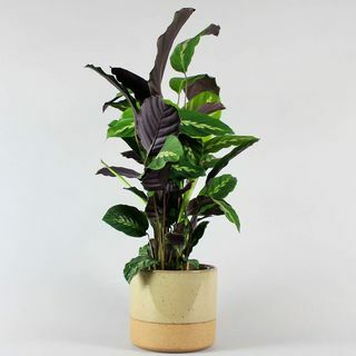 Calathea Maui a hrniec Sandstorm