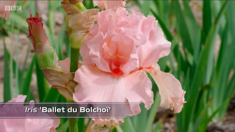 balet du bolchoï iris cayeux