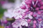 12 faktov, ktoré by mal každý Lilac Lover vedieť