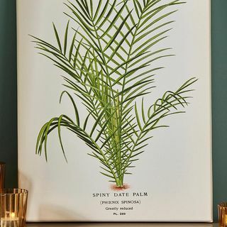 Piddix Spiny Date Palm Wall Art