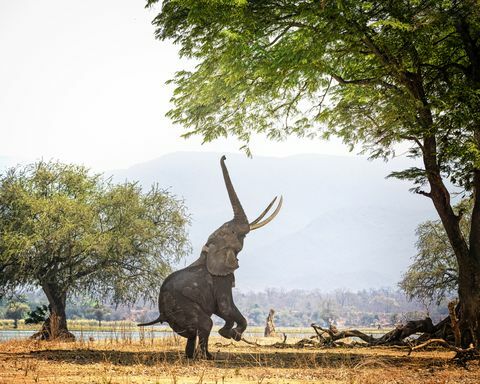 Slon africký na dvoch nohách v Mana Pools, Zimbabwe