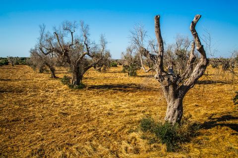 Olivové stromy napadnuté xylella fastidiosa