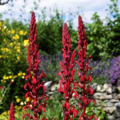 Lobelia tupa, zblízka červeného kvetu