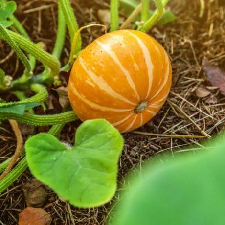 veľká oranžová tekvica rastúca na posteli v záhrade, zber organická zelenina jeseň jeseň pohľad na vidiecky štýl zdravé jedlo vegánska vegetariánska koncepcia detskej diéty miestna záhrada vyrábať čisté potraviny