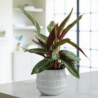 Calathea Ceramic - Magicstar