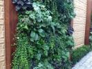 Prečo by ste mali svoje steny ekologizovať vertikálnou výsadbou