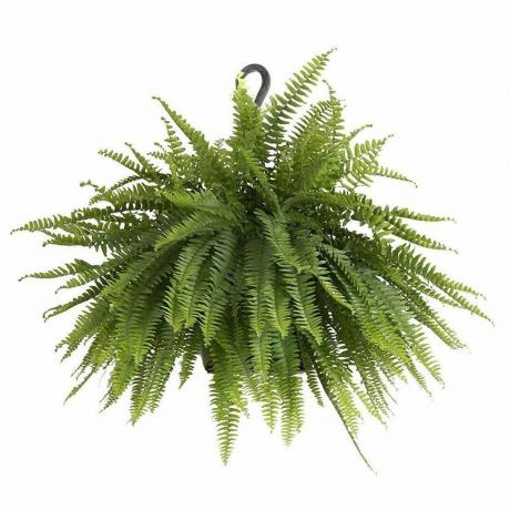 Boston Fern Plant v 9,25 palcov. Závesný kôš