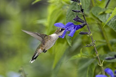 rubínový, hrdlo, kolibrík, kŕmenie, prostredníctvom, salvia, guaratica