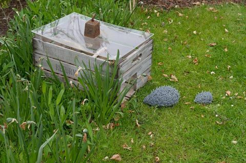 Prvá trvalá záhrada Hedgehog Street vo Veľkej Británii bola predstavená v RHS Harlow Carr, North Yorkshire.