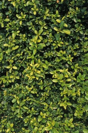 Buxus sempervirens 'Kingsville Dwarf', kultivar vykazujúci veľké množstvo zeleno-žltých listov
