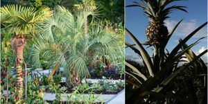 RHS Wisley Garden - exotická záhrada