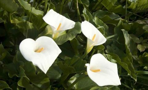 tropické-rastliny-zantedeschia-aethiopica