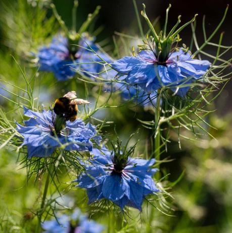 nigella damascena rastúca v anglickej záhrade včela pristála na jednom kvete