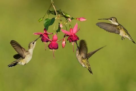 čierna, chinned kolibrík, archilochus, alexandri, samica, výživa, prostredníctvom, kvitnúci, fuchsie, kopec, krajina, texas, spojené štáty americké