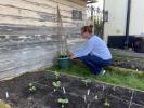 Nový kvetinový projekt vidí Britov pestovať kvety pre starších susedov