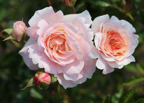 Rosa Sarah Elizabeth (Athyfgrafos) - Kvetinová výstava RHS v Hampton Court Palace 2018