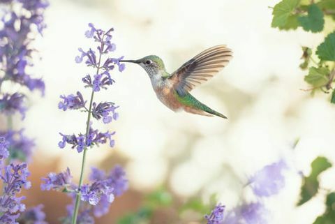 štvorcový obraz kolibríka, ktorý sa živí fialovými kvetmi