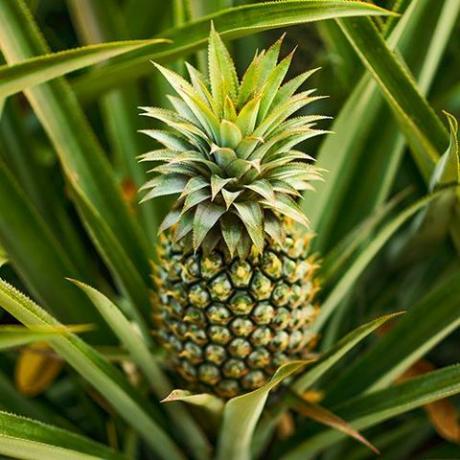 Jedlá izbová ananásová rastlina - Ananas comosus