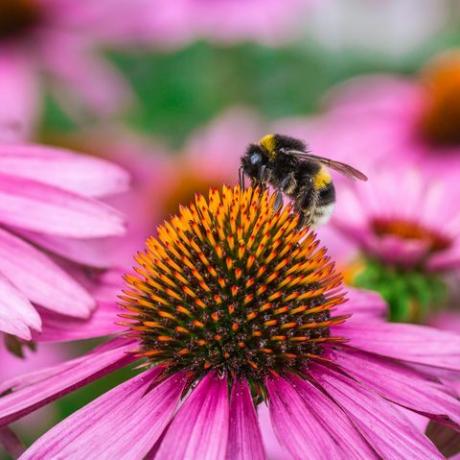 včelí opeľovanie opeľujúce sa na východnej fialovej coneflower