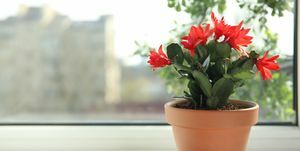 krásna kvitnúca rastlina schlumbergera vianočný alebo kaktus vďakyvzdania v kvetináči na okennom parapete priestor pre text