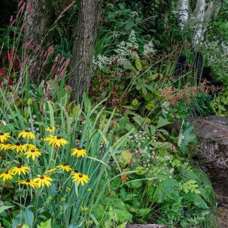 Víťazi ocenenia chelsea flower show 2021