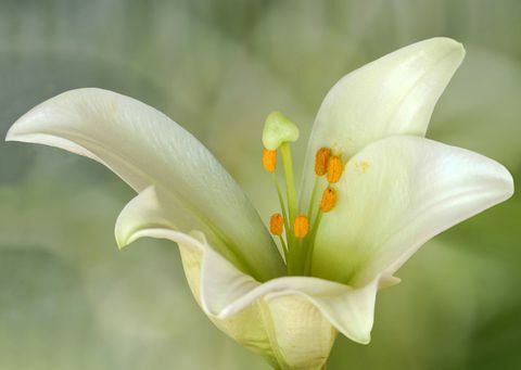 Lilium kandidum alebo Madonna Lily je rastlina v rode Lilium, jedna z pravých ľalií. Pochádza z Balkánu a západnej Ázie.