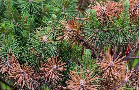 Borovicovo zelené a spálené hnedé ihličky v suchom prostredí môžu byť vystavené nebezpečenstvu ecolgickej katastrofy