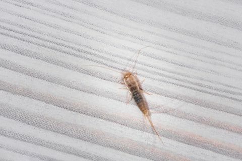 firebrat thermobia domestica, druh striebristého hmyzu lepisma saccharina v normálnom prostredí