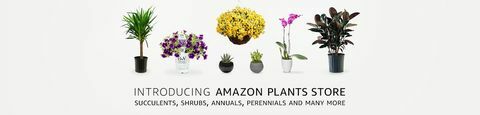 rastliny, amazon.com