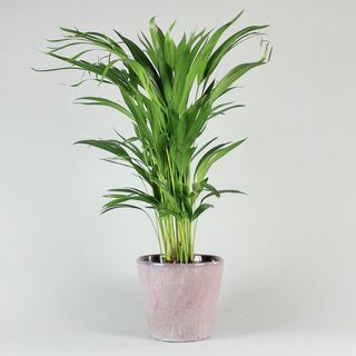 Palma areková - Dypsis lutescens