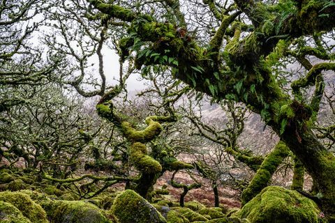 wistman’s wood, devon, england