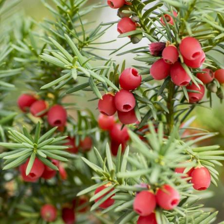 taxus baccata tis európsky je ihličnatý ker s jedovatými a horkočervenými dozretými bobuľovými plodmi