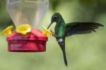 Ako prilákať kolibríky