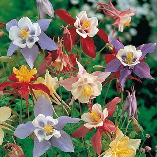 Aquilegia 'Pretty Bonnets Mix' (semená)