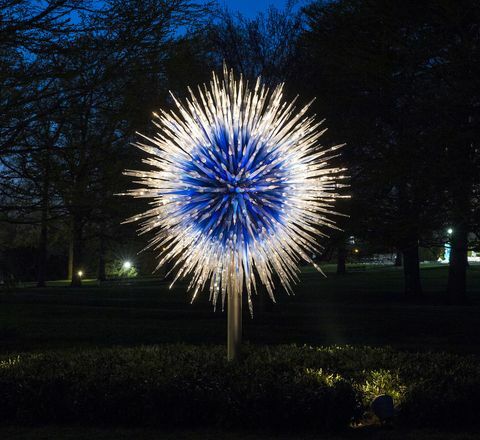 Dale Chihuly Sapphire Star fotka