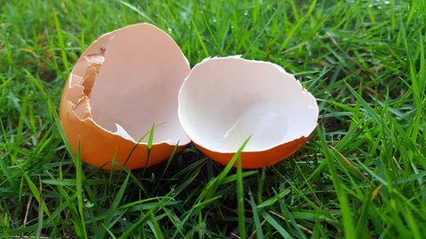 záhradné hacks vaječné škrupiny