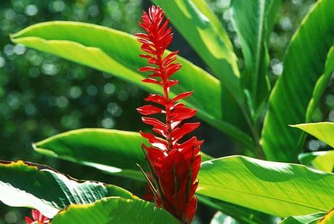 tropické-rastliny-Hedychium-aurantiacum