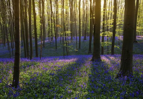 Hallerbos