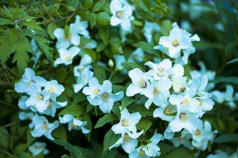 Philadelphus 'Belle Etoile': Philadelphus Belle Etoile - Krásna hviezda - vytrvalý krík v kvete v lete v Cotswolds, Oxfordshire, Veľká Británia