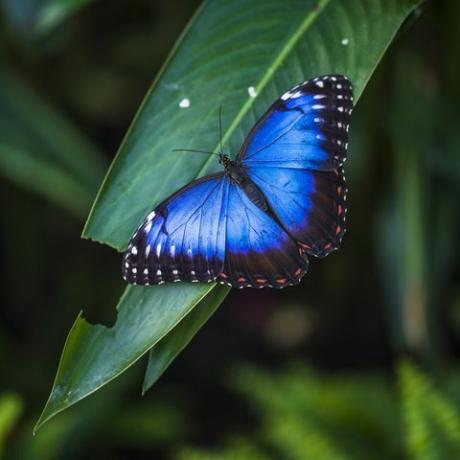 morpho motýľ morpho helenor ssp narcis