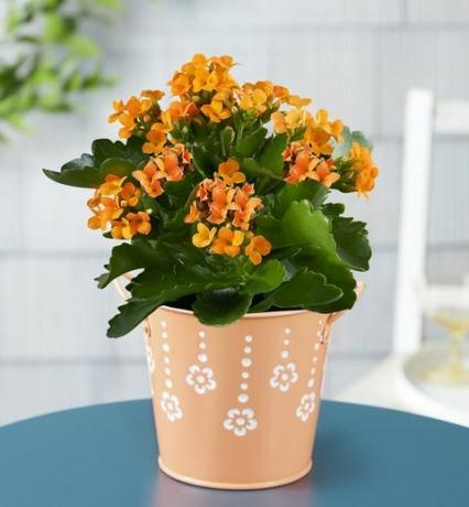 citrusová kalanchoe rastlina