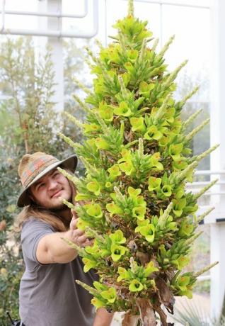 záhradník callum munro faure obdivuje puya chilensis, ktorá kvitla iba druhýkrát v histórii v záhrade rhs wisley, surrey this ráno prvýkrát kvitlo v skleníku vo Wisley pred 8 rokmi, skleník sa znovu otvorí pre verejnosť 17. mája po novej vláde usmernenia