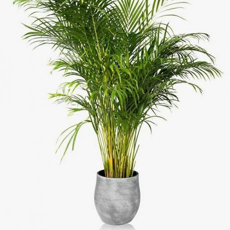 Keramická kvetináčová rastlina Little Botanical XL Areca Palm